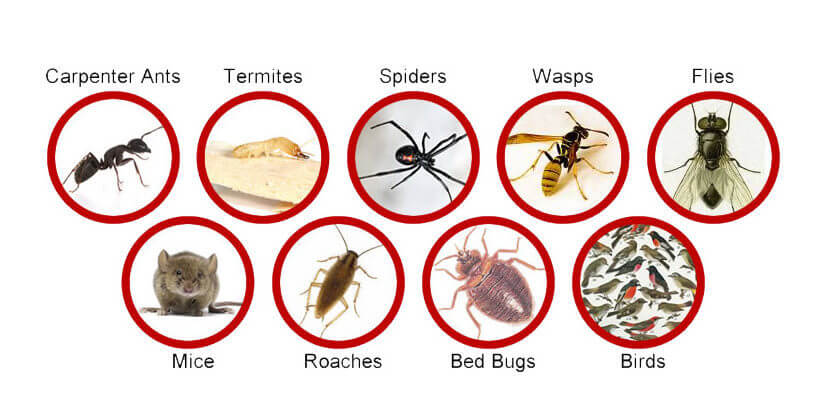 Image result for pest control