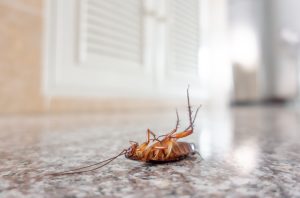 cockroach, roach treatment