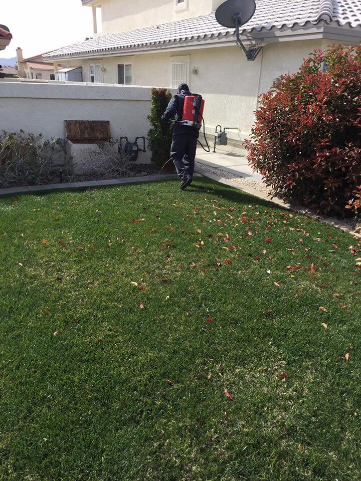 pic1 DIXON PEST CONTROL